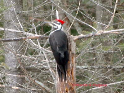 Pileated Woodpecker-Grand Pic