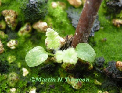Pedicularis furbishiae - FURBISHS LOUSEWORT