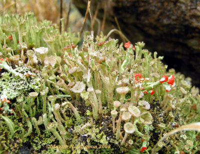 Lichen
