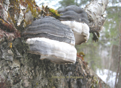 14 Mushroom   on Yellow Birch