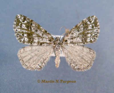 6428 Orthofidonia tinctaria.