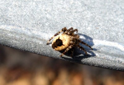 A Juvenile Araneus