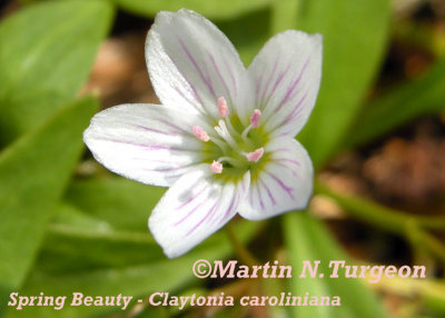 P172 Flora of NB