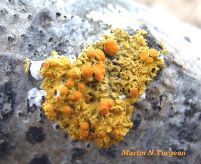 Xanthoria hasseana - Poplar Sunburst Lichen