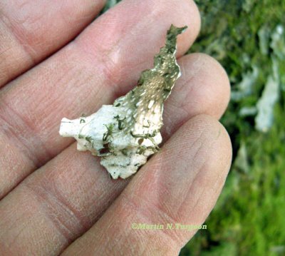 Peltigera polydactylon