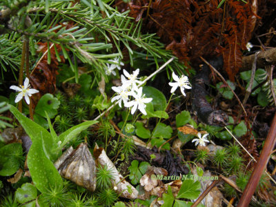 p 140 Flora of NB