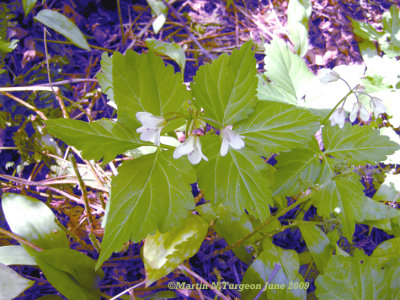 P. 229 Flora of NB