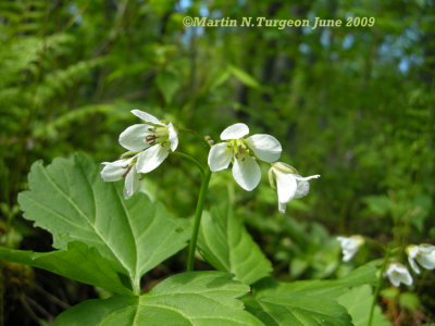 P. 229 Flora of NB