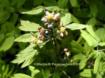 P 146 Flora of NB an uncommon plant