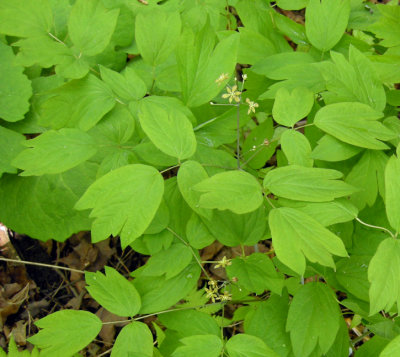 S3 Uncommon to Rare P 146 Flora of NB