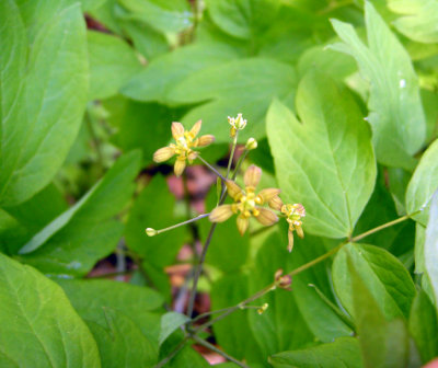 S3 Uncommon to rare P 146 Flora of NB