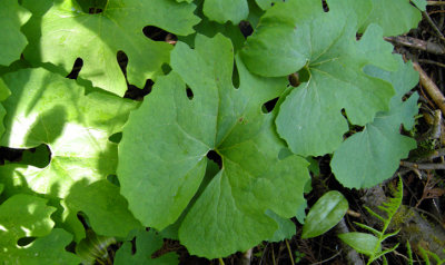 P 148 Flora of NB