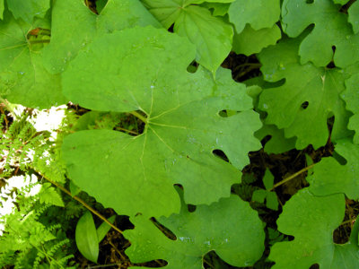 P 148 Flora of NB