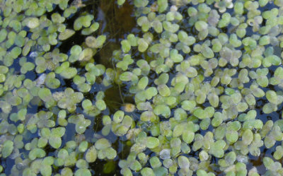 P 503 Flora of NB