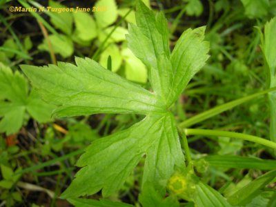 P 144 Flora of NB first found in Madawaska Co.NB June 2009 By Richard Migneault