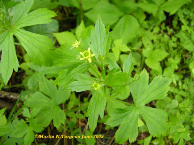 P 144 Flora of NB first found in Madawaska Co.NB June 2009 By Richard Migneault