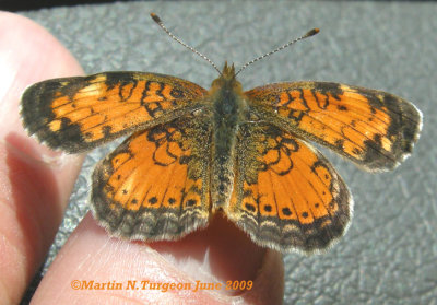 4481,1 Phyciodes cocyta