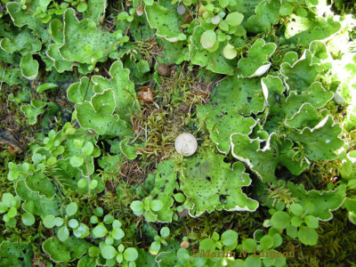 Peltigera elisabethae