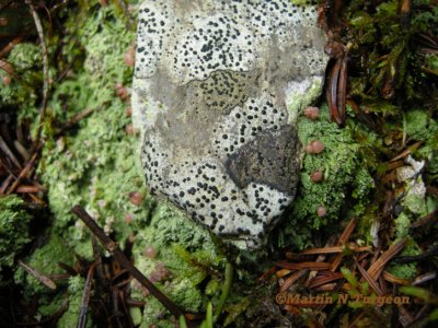Lichens sp. on rocks