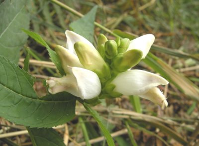 P 388 Flora of NB
