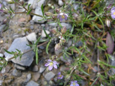 P 182 Flora of NBVicinity of Quisibis Mountain