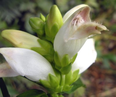 Chelone glabra - Turtle head