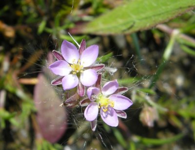 Vicinity of Quisibis Mountain P 182 Flora of NB