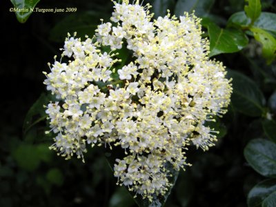 Viburnum nudum