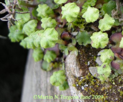 Liverwort - Preissia quadrata