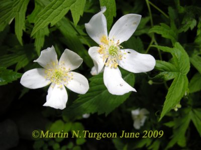 Anemone canadensis