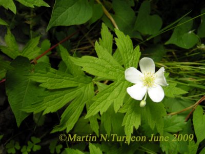 Anemone canadensis