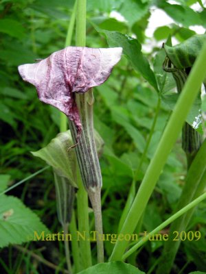 Arisaema triphyllum