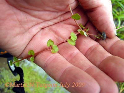 Chrysosplenium americanum