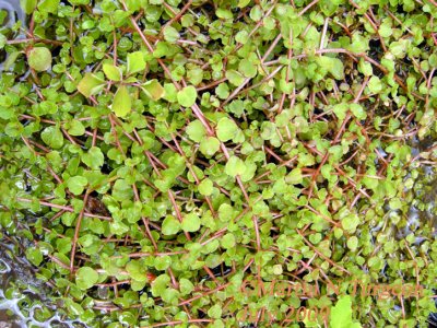 Chrysosplenium americanum