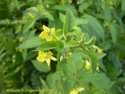 Lysimachia cilicata