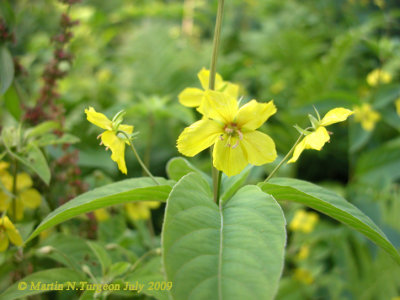 Lysimachia cilicata