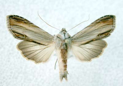 10202 Cucullia convexipennis (Rare)