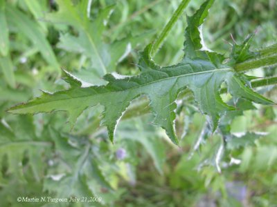 Cirsium muticum - Swamp thistle