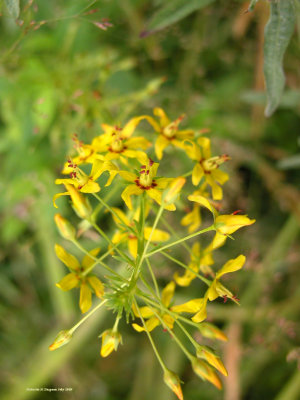 Lysimachia terrestris