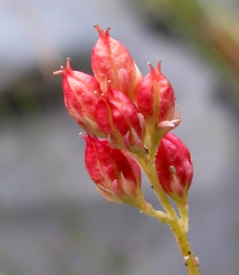 ** Tofieldia glutinosa