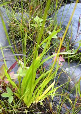 ** Tofieldia glutinosa