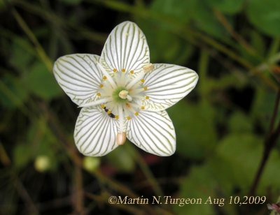 Flowering Plants other Families