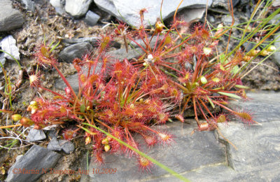 P207 Flora of Nb