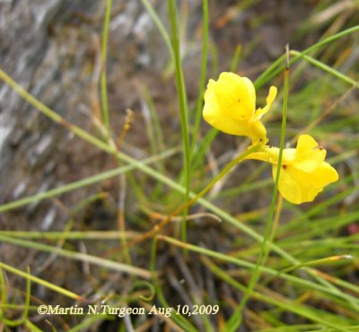P402 Flora of NB