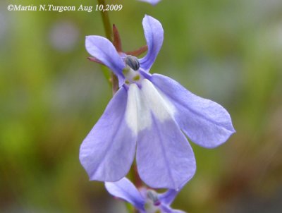 P407 Flora of NB