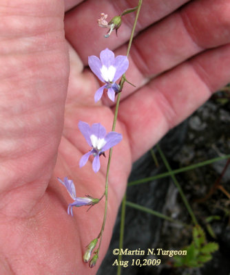 P407 Flora of NB