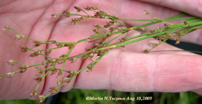 *** Juncus brachycephalus