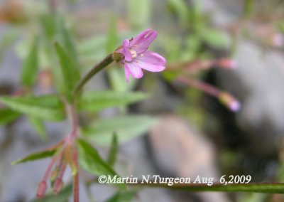 P316 Flora of NB