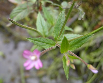P316 Flora of NB