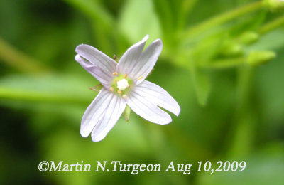 P316 Flora of NB